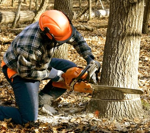 Tree Removal in Newcastle, CA